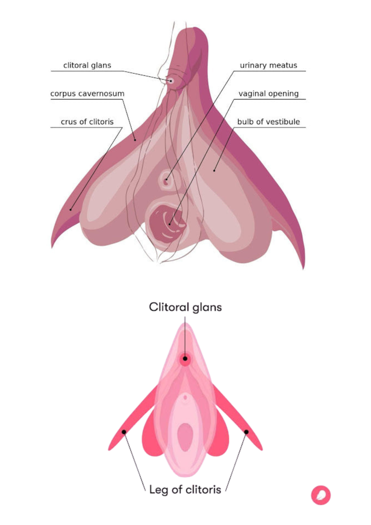 Anatomical diagram of the clitoris with labeled parts on a white background.