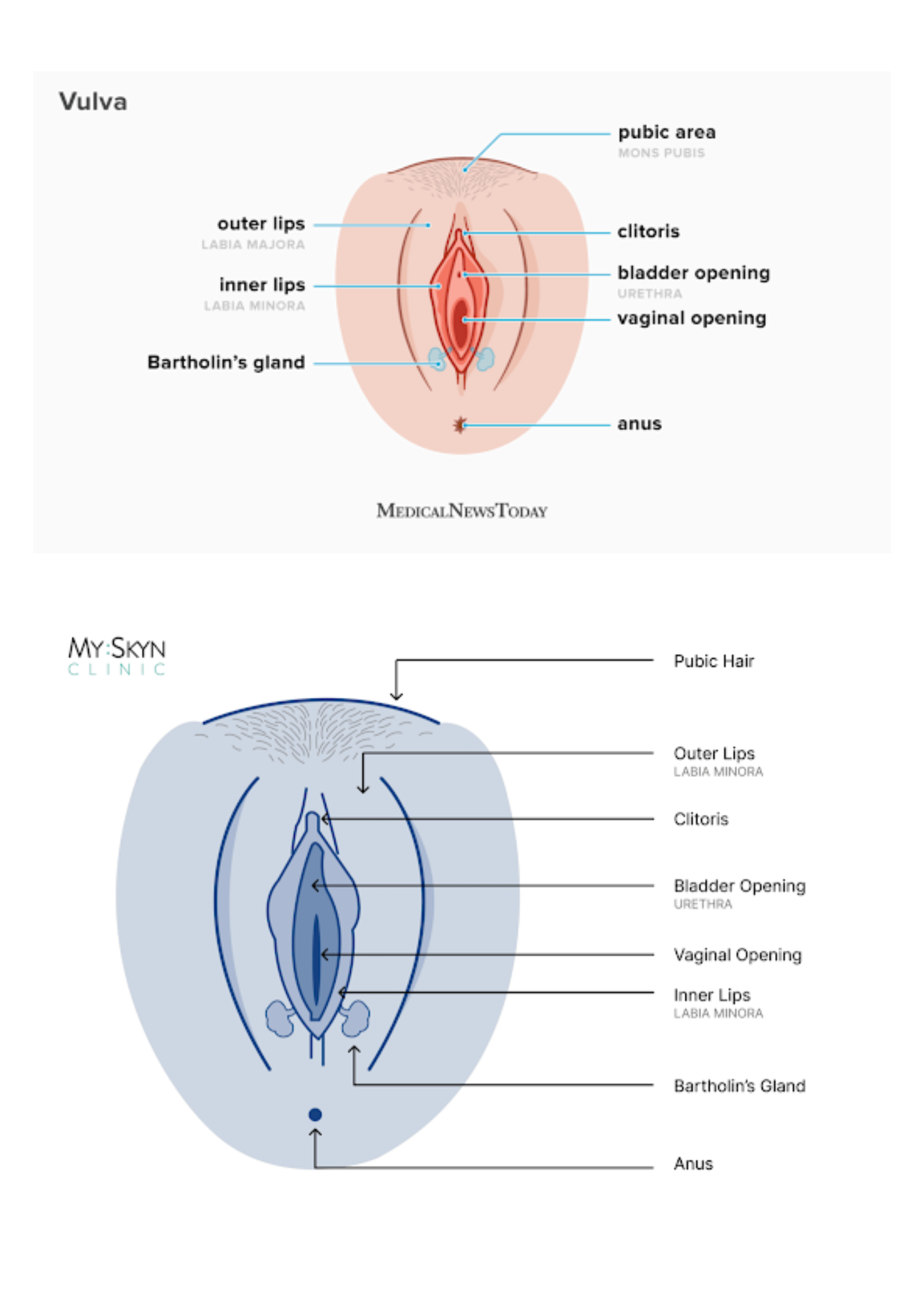 Diagram of a vulva with labeled parts on a white background