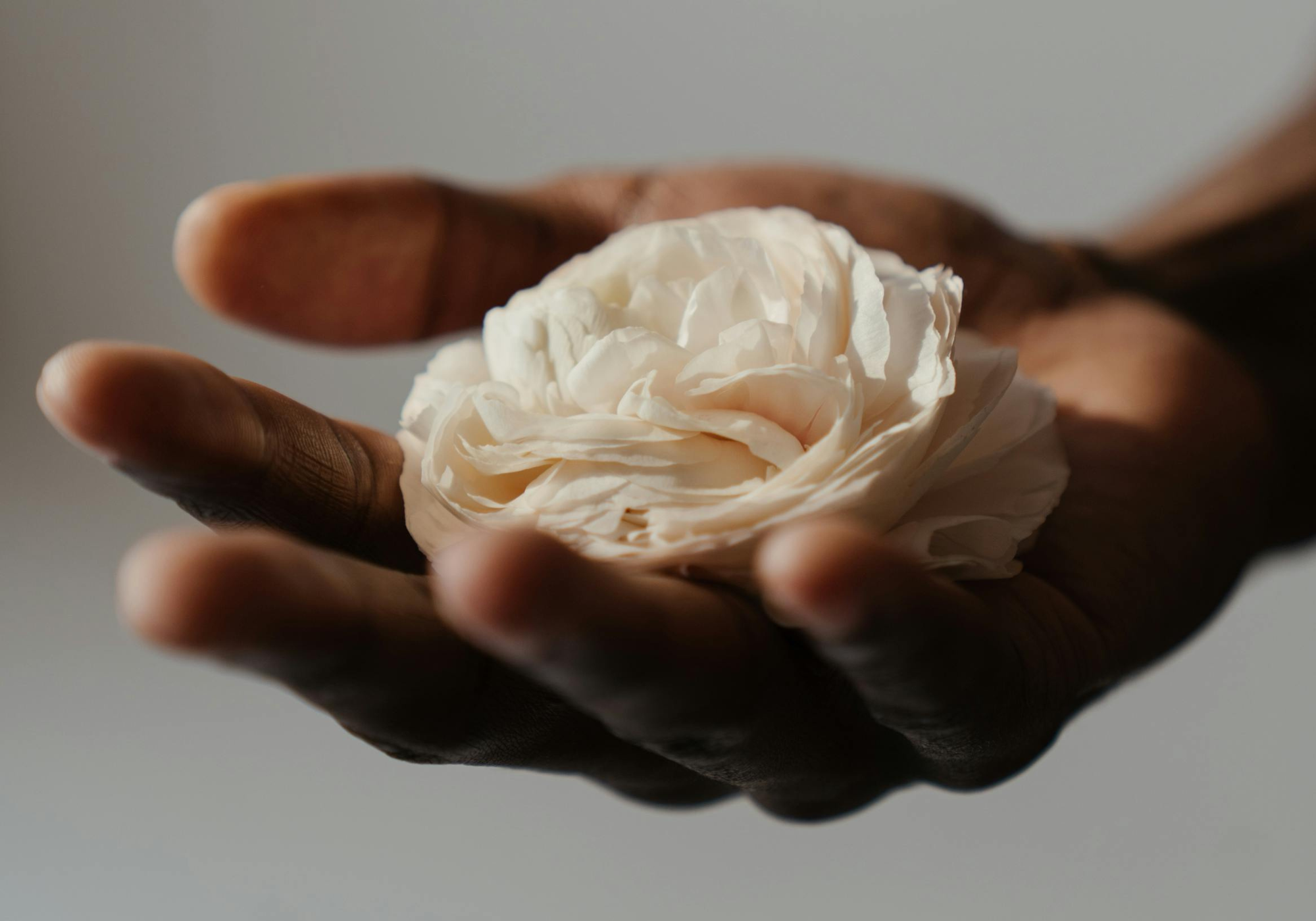 Hand holding a white flower against a neutral background