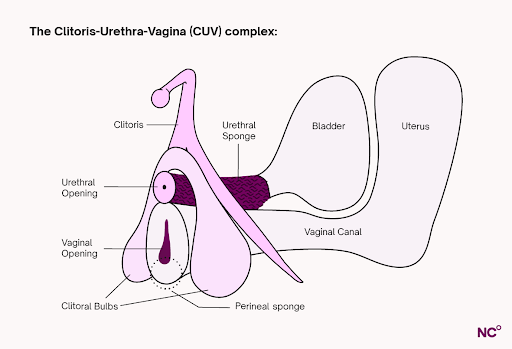 Diagram of the Clitoris-Urethra-Vagina (CUV) complex with labeled parts.