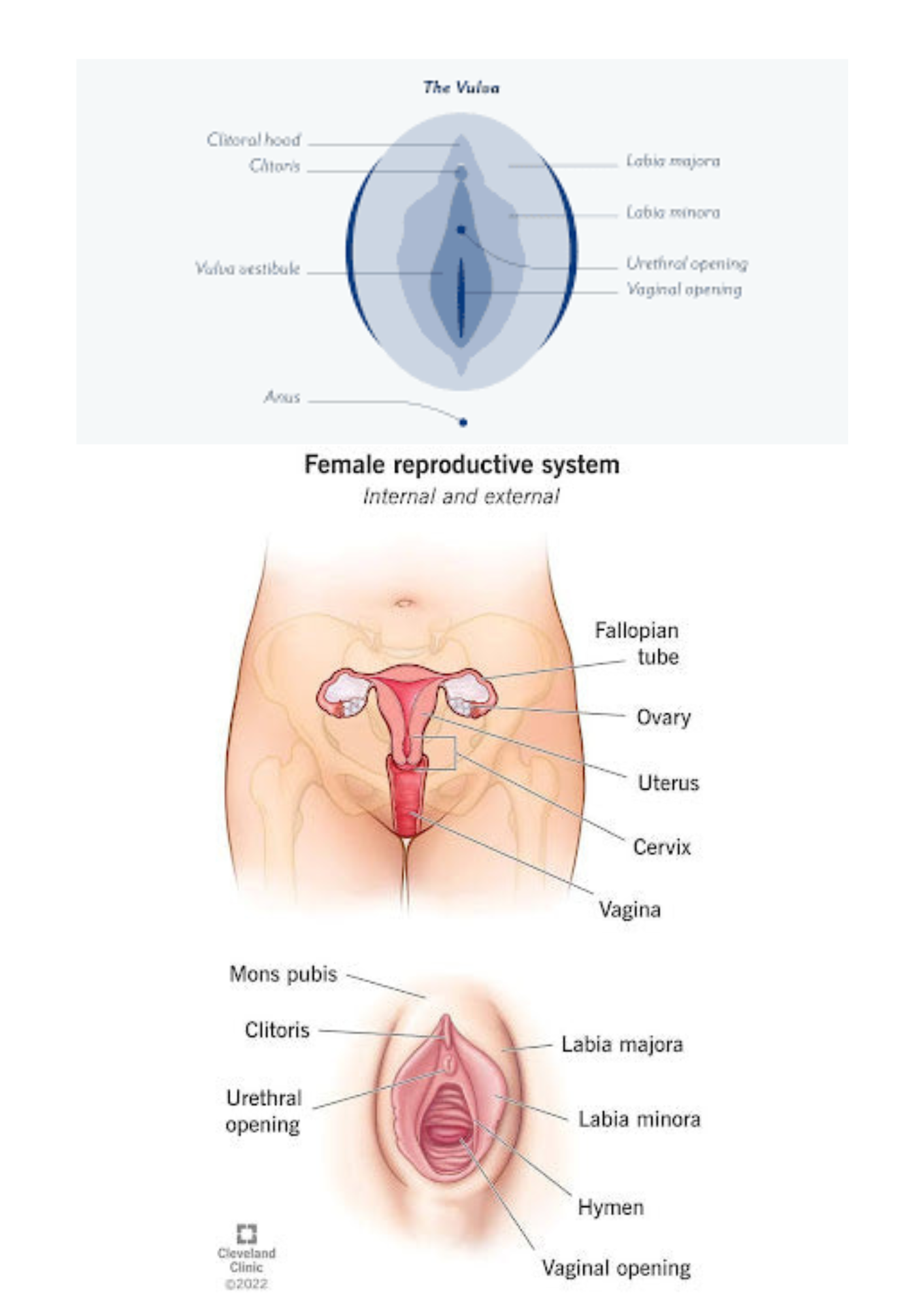 Diagram of the female reproductive system with labeled parts.